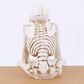 💀No Malice Totenkopf Ornament, Gothic & Halloween Dekoration Wahl🎃